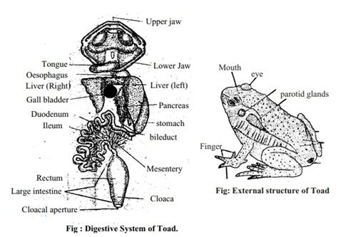 Toad External Features Digestive System Method Of Dissection Skeleton