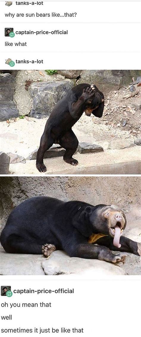 Sun bears are my new favorite animal in 2024 | Cute animals, Silly ...