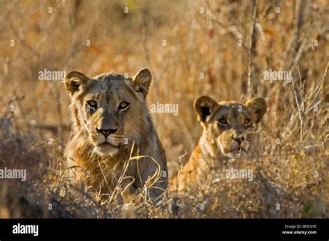 Mammals Lions Hi Res Stock Photography And Images Alamy