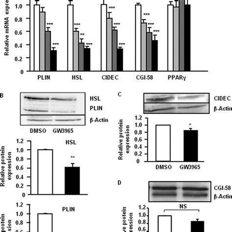 LXR Agonist Affects Expression Of Several Lipolytic Genes A In