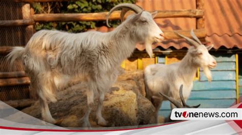 Kurban Satu Kambing Untuk Satu Keluarga Memang Boleh Jangan Keliru