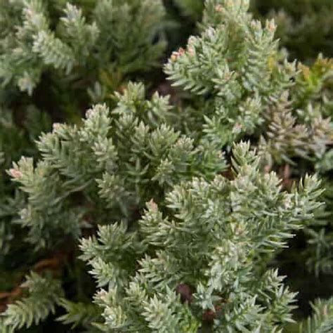 Blue Rug Juniper | Plant Addicts