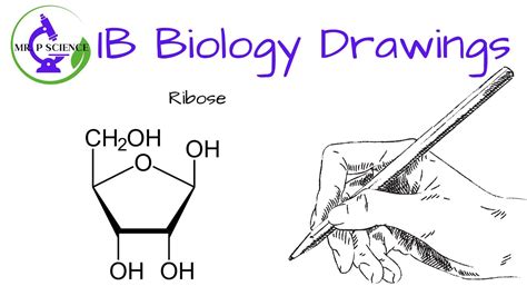 Drawing A Ribose YouTube