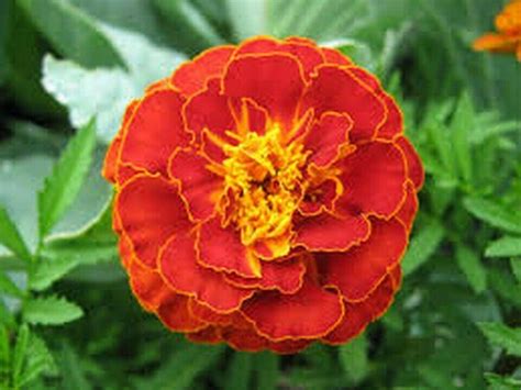 50 Red Marigold Seeds Seed World