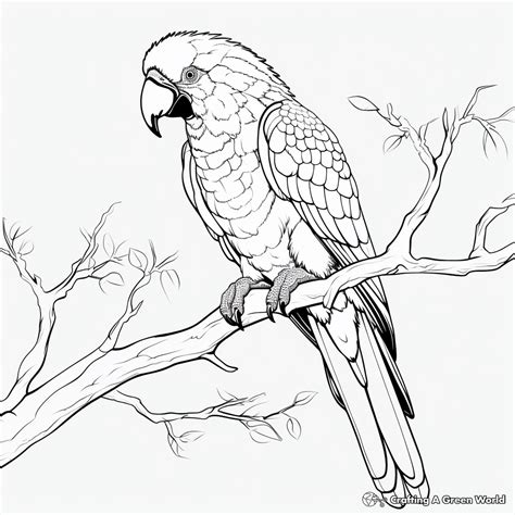 Scarlet Macaw Coloring Pages Free And Printable