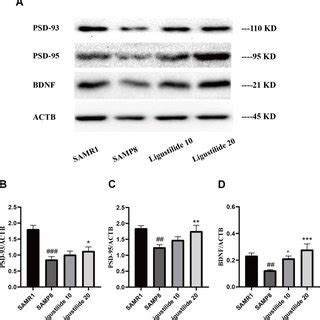 Schematic Representation Of Ligustilide Improves Aging Induced Memory