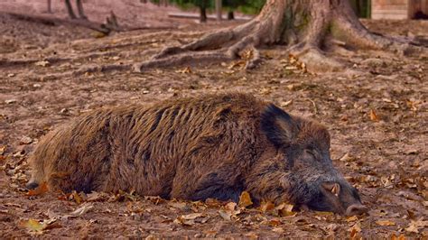 ASP Belgien Wildschwein Überreste außerhalb der Kernzone entdeckt