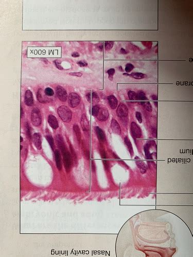 Anatomy Lab Practical 1 Flashcards Quizlet