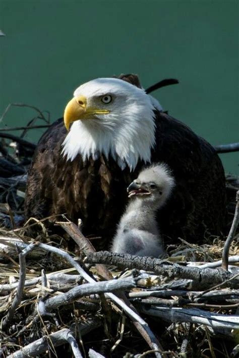 Pin By On Bald Eagle Pet Birds Eagles