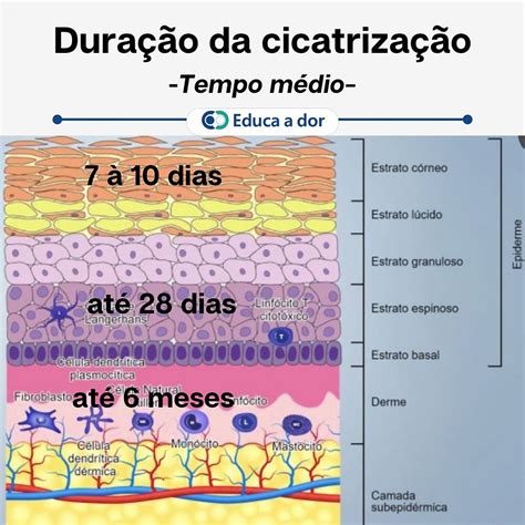 Fiz Uma Cirurgia Quanto Tempo Demora Para Cicatrizar