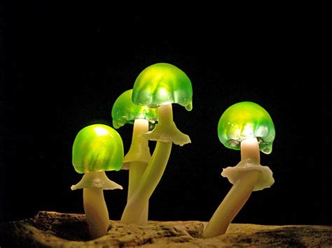 Amazing Led Mushroom Lamps Turn Your Home Into A Fairytale Forest