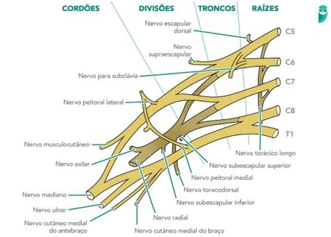 Resumo De Plexo Braquial Anatomia Fluxograma E Mais