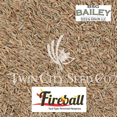 Fireball Perennial Ryegrass Twin City Seed Company