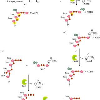 A Canonical Mechanisms Of M G Cap Formation In Eukaryotes B