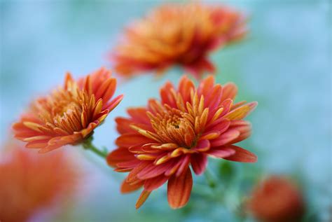 Mums Chrysanthemum Flower