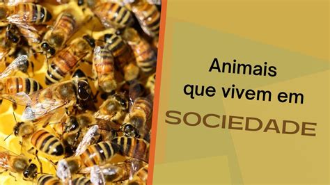 Curiosidades Sobre Animais Que Vivem Em Sociedade YouTube