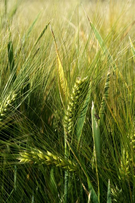 Banco de imagens natureza plantar campo cevada trigo grão