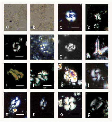 Cross Polarised Light Photomicrographs Of Selected Biostratigraphically Download Scientific