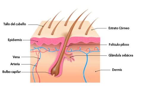 Caída De Cabello Causas Y Consejos Para Frenar La Pérdida