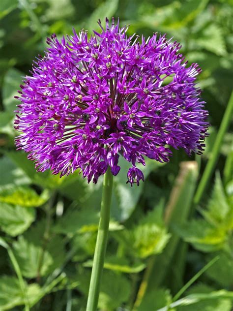 Persian Blue Allium Bulbs Set Of 5 Gardener S Supply