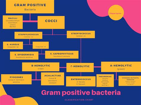 Gram Positive Bacteria Flow Chart Nbkomputer