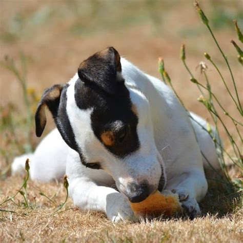 Los Perros Pueden Comer Pan Blog Barkyn