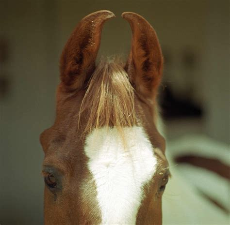 Meet The Marwari Horse: A Rare Breed Known For Their Curly Ears
