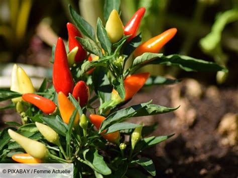 Métabolisme lent 3 aliments à privilégier pour le booster et perdre