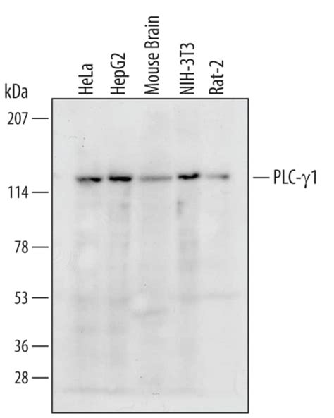 Humanmouserat Plc Gamma 1 Antibody Randd Systems™ 100ug Unlabeled