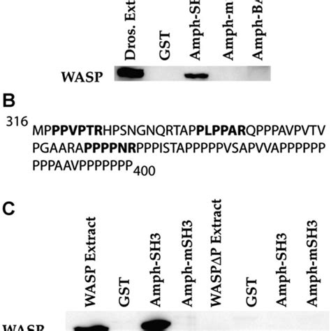 Wasp Physically Interacts With Amphiphysin Amph A The Sh Domain