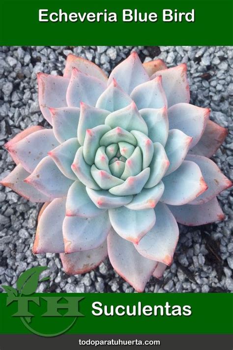 Echeveria Blue Bird Cuidados Y Reproducci N Th Suculentas