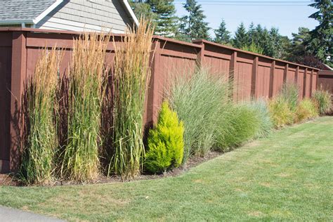 Ornamental Grasses Of Puget Sound Nursery Blog — Ornamental Grasses