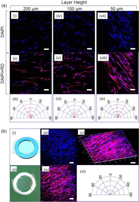 Hmscs Alignment On Anisotropic D Thin Scaffolds A The Morphology Of