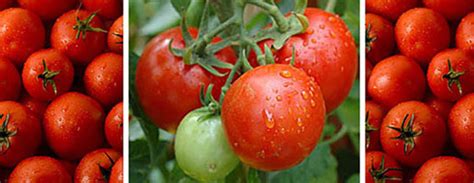 Tomato Cultivation Tomato Hybrid Seeds Tomato Greenhouse Cultivation