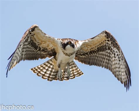 Osprey Wings Osprey Bird Osprey Osprey Pictures Osprey Images, Gift for ...