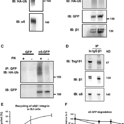 Immuno Electron Microscopic Localization Of Integrin And Fibronectin In