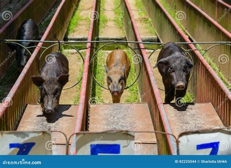 Pig Race at the County Fair Stock Photo - Image of oink, funny: 82225044