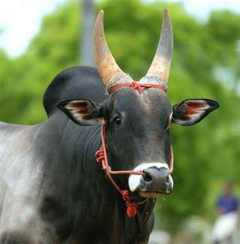 Jallikattu Memoirs (Part 2) – Subbu's Kreative Smorgasboard