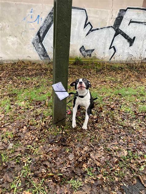 Il A Abandonn Le Chien Comme Un Jouet Et A Laiss Une Note C T Avec