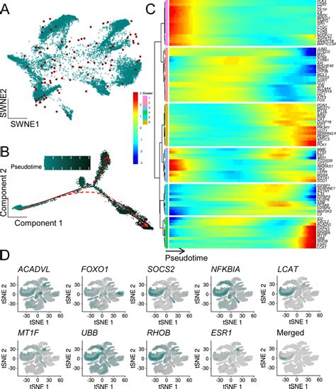 Hepatocytes Display An Upregulation Of Asigs In Hcc Hepatocytes