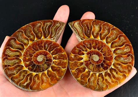 Камень Аммонит: обработка и использование, украшения