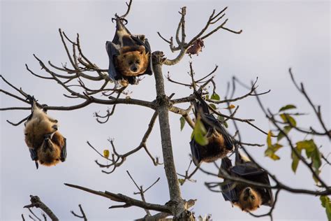 Flying foxes' adorable name won't save them from extinction threats ...