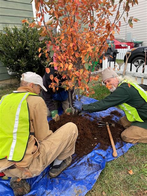 Fall Planting Charlottesville Area Tree Stewards