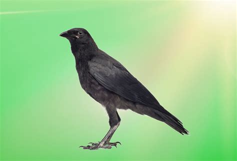 crow
