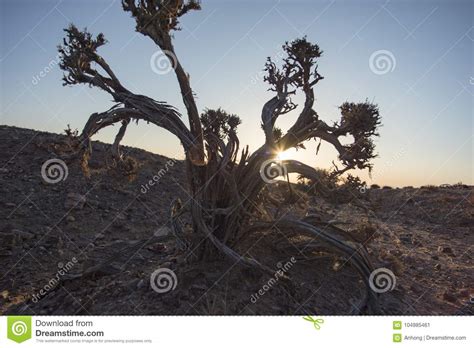 Plants in arid regions stock image. Image of scenic - 104985461