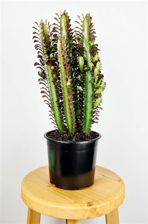 Euphorbia Trigona Rubra African Milk Tree Terracotta Plants