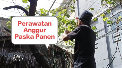 Perawatan Pohon Anggur Paska Panen Pohonanggur36 YouTube