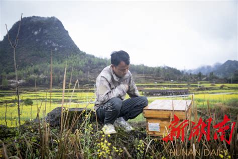 百名记者百村百企行丨花垣县沙科村：花开“蜜”自来 “金色”乡村旅游热 新湖南客户端 新湖南