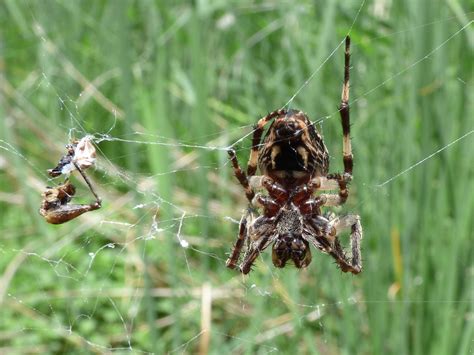 Spinne Spinnentier Agalenatea Kostenloses Foto Auf Pixabay Pixabay