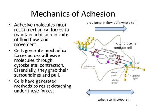 Bioen Lecture Cell Adhesion Motivation For Studying Adhesion